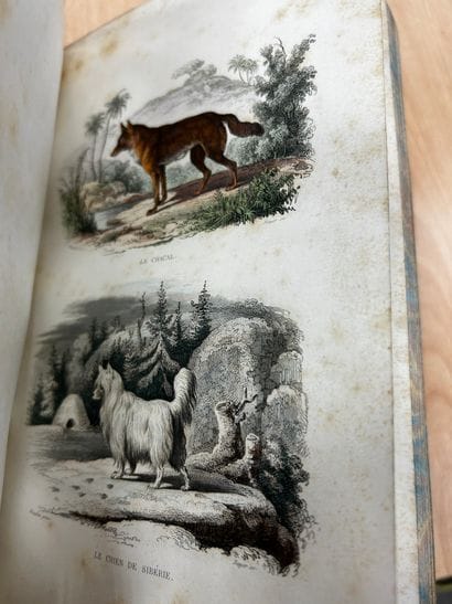 Œuvres de Buffon, chez Furne Paris. Six tomes,...