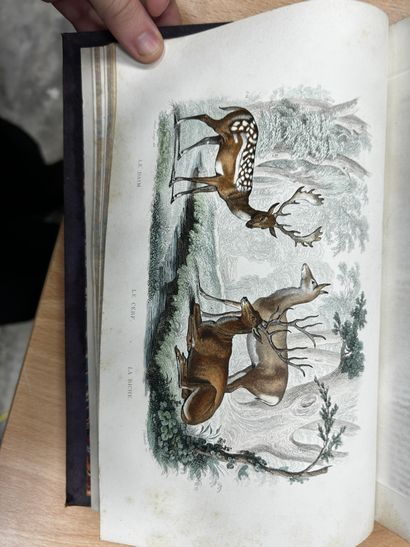 Œuvres de Buffon, chez Furne Paris. Six tomes,...
