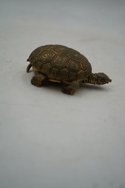 LANCEL
Pendule Tortue en métal doré, la carapace...
