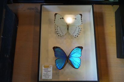 Réunion de papillons encadrés sous verre
En...