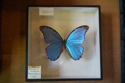 Réunion de papillons encadrés sous verre
En...