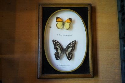 Réunion de papillons encadrés sous verre
En...