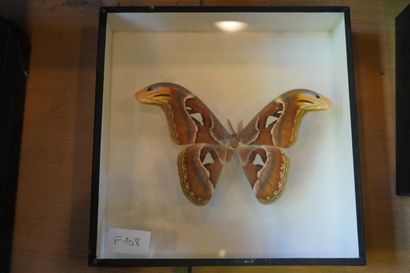 Réunion de papillons encadrés sous verre
En...