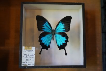 Réunion de papillons encadrés sous verre
En...