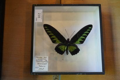 Réunion de papillons encadrés sous verre
En...