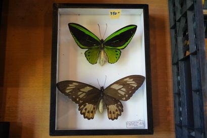 Réunion de papillons encadrés sous verre
En...
