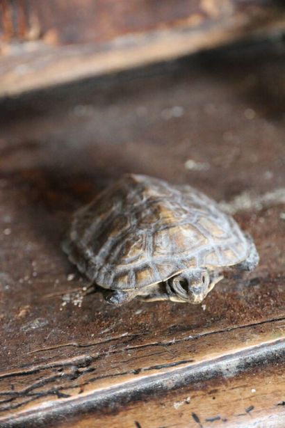 Une tortue de terre naturalisée et un fragment...