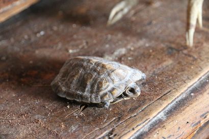 Une tortue de terre naturalisée et un fragment...