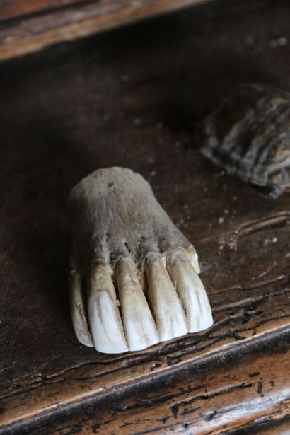 Une tortue de terre naturalisée et un fragment...