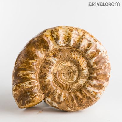 Ammonite de Madagascar, belle patine.

Hauteur:...