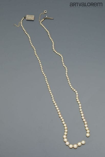 Necklace of probably fine pearls, clasp in...