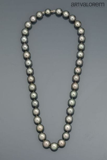 Choker necklace with thirty-eight gray Tahitian...