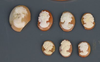 Nine shell cameos of various diameters, one...