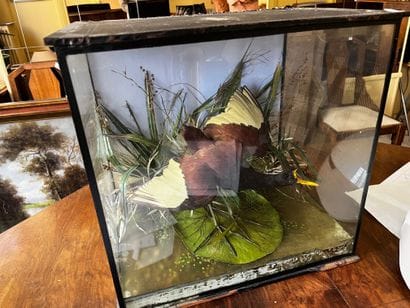 Diorama showing naturalized birds in their...