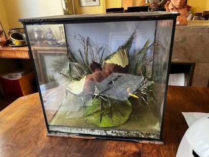Diorama showing naturalized birds in their...