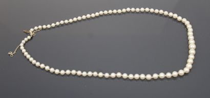 Necklace of cultured pearls. Ratchet clasp...