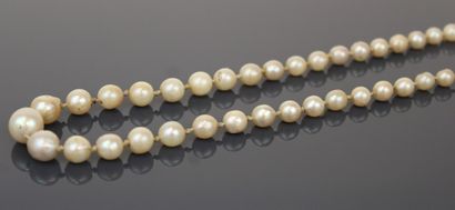 Necklace of tumbling cultured pearls, chased...
