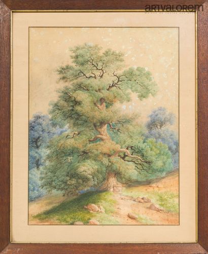 ÉCOLE FRANÇAISE DU XIXe SIECLE
Arbre
Aquarelle...