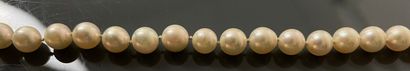 Cultured pearl choker necklace.
Diameter...