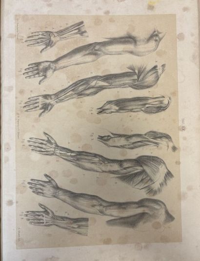 Dott. alberto GAMBA
Lezioni di Anatomo Fisiologia
1...