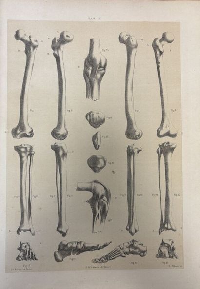 Dott. alberto GAMBA
Lezioni di Anatomo Fisiologia
1...
