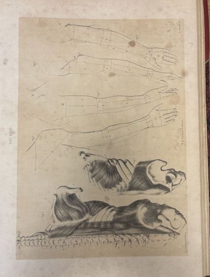 Dott. alberto GAMBA
Lezioni di Anatomo Fisiologia
1...