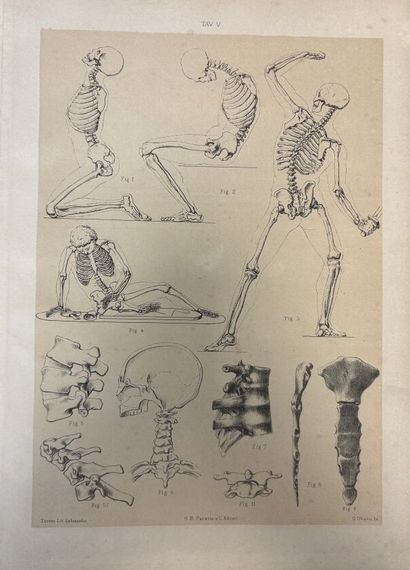 Dott. alberto GAMBA
Lezioni di Anatomo Fisiologia
1...