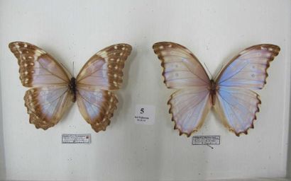 Morpho g. godarti (1m-1f)