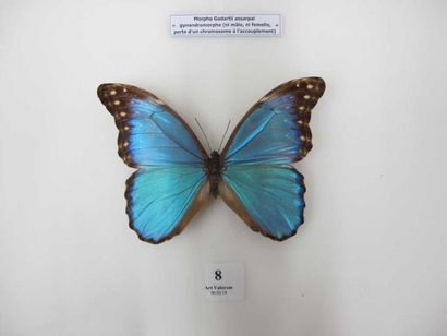Morpho godarti assarpai Superbe gynandro...