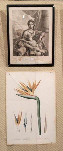 2 gravures: 
. Phelippeaux d'après Redouté:...