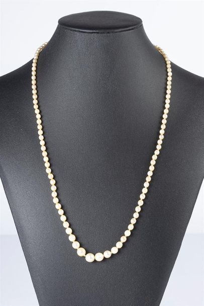 Collier de perles de culture en chute (3...