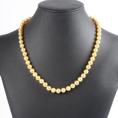Collier de perles de couleur gold Akoya diamètre...