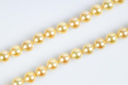 Collier de perles de couleur gold Akoya diamètre...
