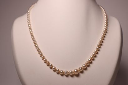 Collier de perles de culture en chute. Long....