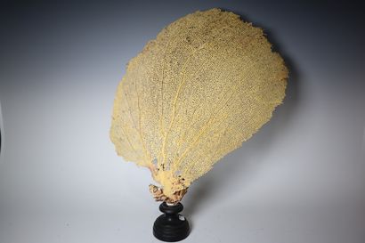 Coral on blackened wood base