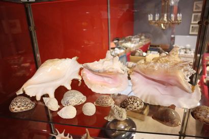 Shell and coral set