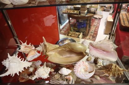 Shell and coral set