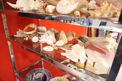 Shell and coral set