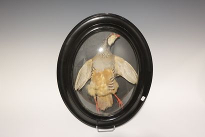 Red partridge under a framed globe. Height:...