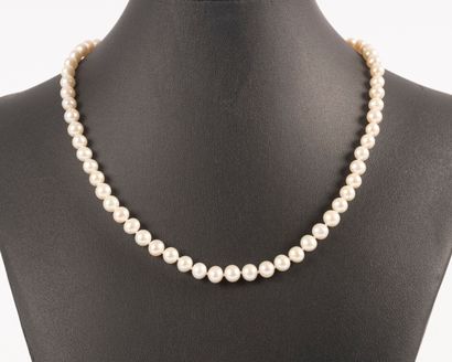 Choker necklace of Akoya natural cultured...