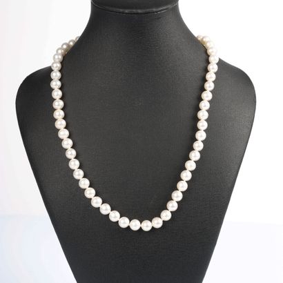 Collier en perles de cultures. Diamètre moyen...