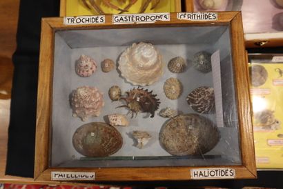 Large lot of naturalized crustaceans, shellfish...
