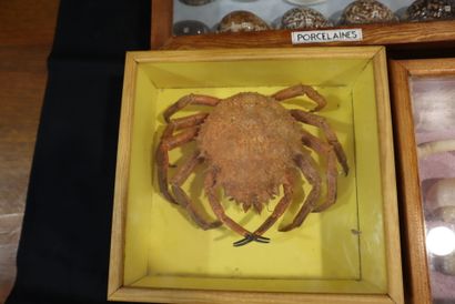 Large lot of naturalized crustaceans, shellfish...