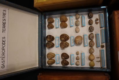 Large lot of naturalized crustaceans, shellfish...