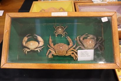 Large lot of naturalized crustaceans, shellfish...