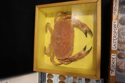 Large lot of naturalized crustaceans, shellfish...