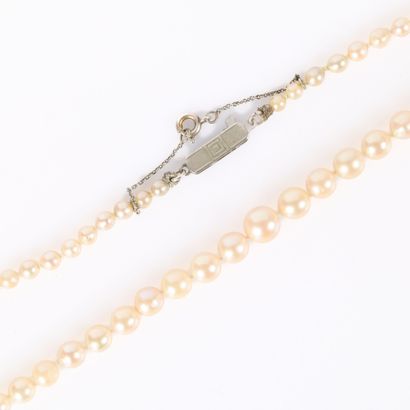 Necklace of old cultured pearls (3 to 7 mm...