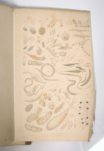 PRITCHARD. 300 infusorial animalcules, drawn...