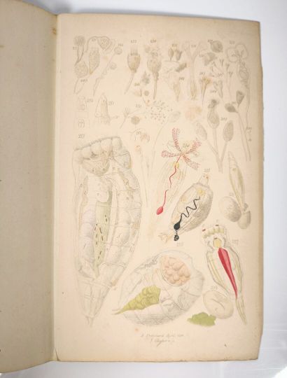 PRITCHARD. 300 infusorial animalcules, drawn...