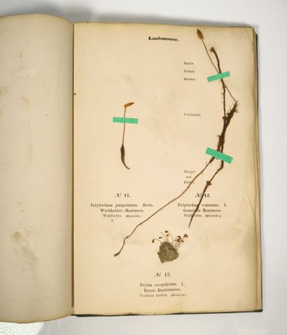 Herbarium - WAGNER (Hermann). Cryptogamen-Herbarium....